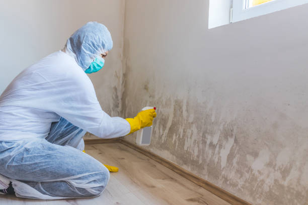 Licensed Mold Testing service in Oakland, OR - WQB Mold Removal